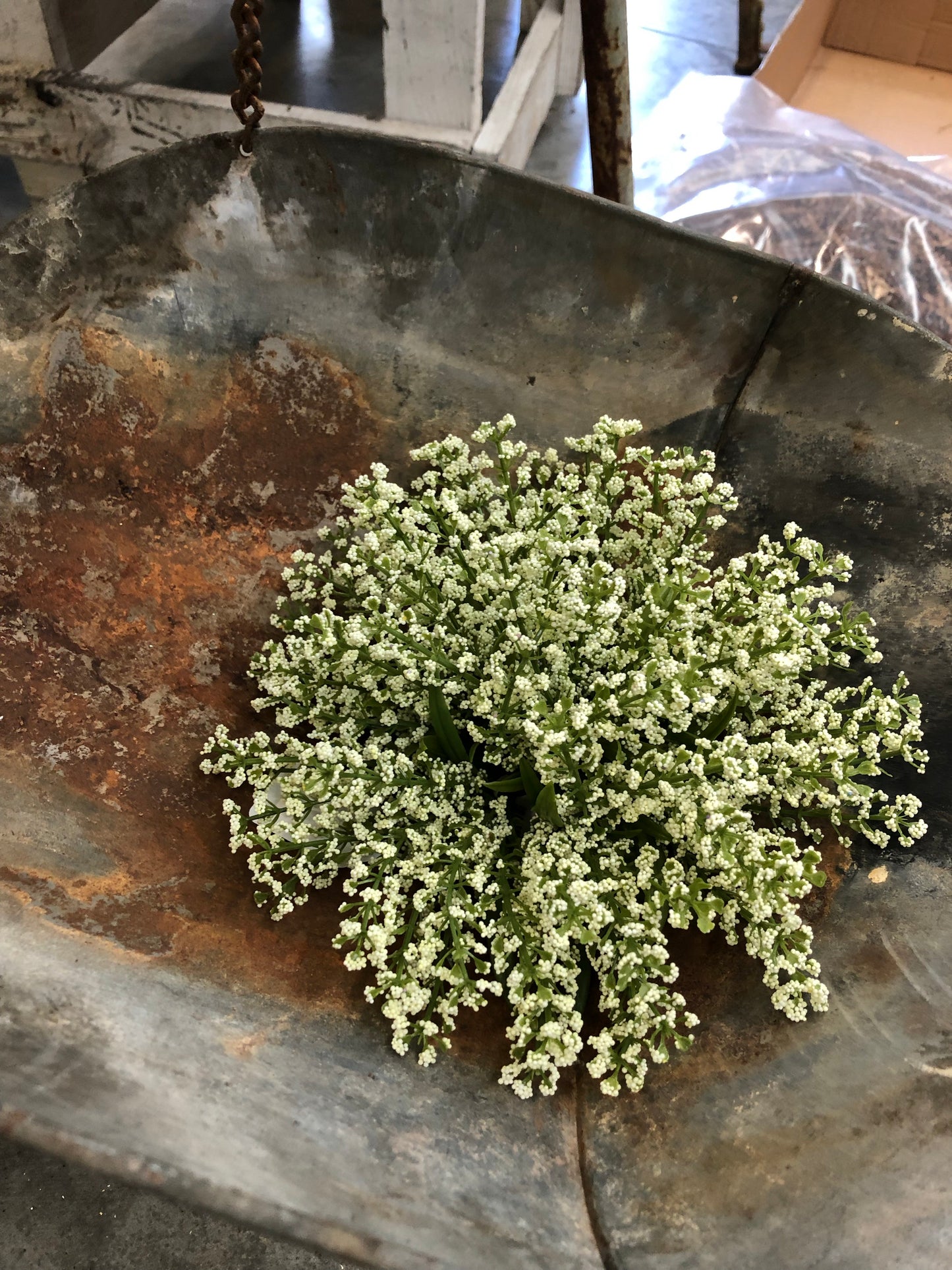 Bursting Astilbe Plop Bush